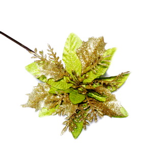 Craciunita verde cu frunza aurie, 13-14cm 1 buc