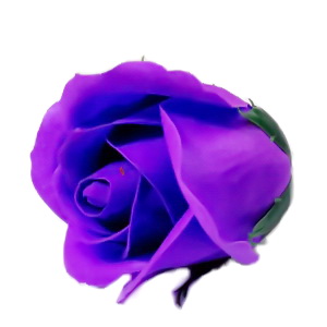 Trandafiri sapun violet, 5cm